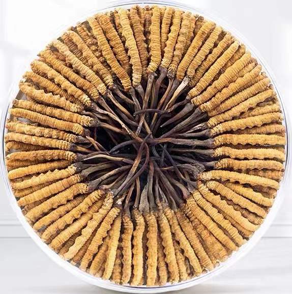 沧源冬虫夏草回收